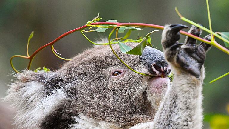 Artenschutz in Australien - Koalas fressen fast ausschließlich Eukalyptusblätter. (Archivbild) Artenschutz in Australien - Koalas fressen fast ausschließlich Eukalyptusblätter. (Archivbild)