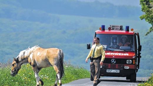 Drei Stunden hält ein Pferd Polizei und Feuerwehr im Raum Gemünden in Atem. Der Vierbeiner büxt aus dem Stall aus und macht sich auf den Weg von Karsbach in Richtung Adelsberg. Dabei quert er mehrfach viel befahrene Straßen. Mehrere Versuche, das Pferd einzufangen, schlagen fehl – bis die Verfolgungsjagd in Reichenbuch zu Ende geht. Drei Stunden hält ein Pferd Polizei und Feuerwehr im Raum Gemünden in Atem. Der Vierbeiner büxt aus dem Stall aus und macht sich auf den Weg von Karsbach in Richtung Adelsberg. Dabei quert er mehrfach viel befahrene Straßen. Mehrere Versuche, das Pferd einzufangen, schlagen fehl – bis die Verfolgungsjagd in Reichenbuch zu Ende geht.