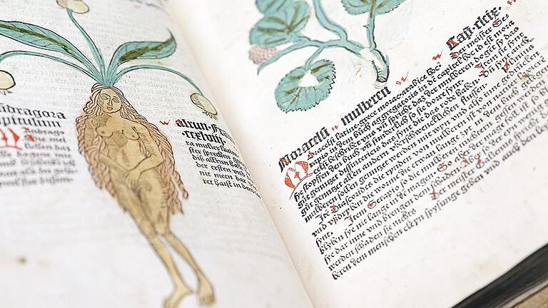 Führung „Garten(t)räume in der Universitätsbibliothek“ - Liebstöckel und Salbei, wo sonst ausschließlich alte Bände liegen. Minze, Wermut und Weinraute, wo sich normalerweise Nutzer über alte Drucke beugen und Nachschlagewerke studieren. Kräuterduft, wo es nach Papier, Karton und altem Leder riecht. Aber wenn es in der Universitätsbibliothek an diesem Sonntag um Garten(t)räume geht, dann soll die echte Melisse auch dabei sein: Bibliothekarin Simone Großmann wird Kräuter mitbringen. Nicht beliebige, sondern solche, die schon vor über 1100 Jahren Benediktinermönch Walahfrid Strabo in seinem „Hortulus“ erwähnte. 24 Heilpflanzen in Versform beschrieben: Auf das „Buch über die Kulturen der Gärten“, das der Reichenauer Mönch um 840 n. Chr. verfasste und das als eines der bedeutendsten botanischen Werke des Mittelalters gilt, stößt man schnell, wenn man nach Gärten in alten Schriften sucht. Weil wenige hundert Meter entfernt von der Unibibliothek am Hubland die große Landesgartenschau läuft, haben Dr. Oliver Weinreich, der Leiter der Abteilung Handschriften und Alte Drucke, und Simone Großmann den Bestand nach Beschreibungen und Bildern von Pflanzen und Gärten durchforstet. Die „Gartent(r)äume“, auf die sie gestoßen sind, stellen sie an diesem Sonntag bei einer Führung vor. Der Garten Eden, der Sämann im Gleichnis, der abgeschiedene Garten als Sinnbild für die Gottesmutter, der Garten des Zauberers bei Boccaccio, die Heilkraft der Kräuter, exotische Pflanzen: „Das Thema Garten zieht sich wie ein roter Faden durch die Kulturgeschichte der Menschheit“, sagt Oliver Weinreich, „als literarisches Motiv, als Projektionsfläche für weltanschauliche und religiöse Vorstellungen oder als Forschungsgegenstand“. Entsprechend reich ist – zwar nicht immer auf den ersten Blick, doch beim Stöbern, Blättern und nicht zuletzt dank der umfangreichen theologischen Bestände – die Sondersammlung an gärtnerischen Themen und Darstellungen. „Das Sehnsuchtsbild vom Garten ist von Beginn an da“, sagt Handschriften-Spezialist Oliver Weinreich. Er wird die Schedelsche Weltchronik von Anton Koberger aus Nürnberg zeigen, einem der bedeutenden Buchdrucker und Verleger der Inkunabelzeit. Koberger schmückte die Chronik opulent mit Holzschnitten von Michael Wolgemut, dem Lehrmeister Albrecht Dürers. „Koberger liebt den großen Stich“, sagt Weinreich. Adam und Eva essen da vom Baum der Erkenntnis – in einem Garten voller üppiger Gewächse, die Palmen ähneln. Und auch wenn es in der Paradies-Szene nicht vorrangig um Botanik geht: Bemerkenswert ist, wie viel Grün der Maler zeigt, wie er den Garten bildlich durch eine Schutzmauer mit geöffneter Tür von der kargen, steinigen Landschaft der unparadiesischen Welt trennt. Eine völlig andere Sicht auf den Sehnsuchtsort Garten hat vier Jahrhunderte später Gebhard Fugel in der Volksbibel von 1912. Eine offene Szenerie, mit einem sich lieblich schlängelnden Fluss im Vordergrund, zart blühenden Bäumen, Schwan und Reh. Und Adam steht in Priesterhaltung da, die Hände weit nach oben ausgestreckt, Eva kniet andächtig vor ihm. Und auf der weißen Wolke über allem: ein riesiger Gottvater mit Blick auf die heile Welt – in der indes ganz vorne die Schlange schon ihren Hals reckt. Salbei, Wermut, Kamille, Weinraute: In den Klöstern spielte der Gartenbau früh eine große Rolle. Simone Großmann wird eines der ältesten Werke aus der Sammlung der Unibibliothek mitbringen: mit einer Zeichnung der Anlage des im 6. Jahrhundert von Cassiodor gegründeten Klosters Vivarium. Fischteiche, Beete, gärtnernde Mönche: Der Plan wurde zum Vorbild für Klöster im gesamten lateinischsprachigen Raum. Die Bibliothekarin wird bei der Führung dann nicht vom „Hortulus“ von Walahfrid Strabo erzählen und seiner Bedichtung von Liebstöckel und Minze. Sie zeigt auch zwei Mainzer Kräuterbuch-Inkunabeln, den „Gart der Gesundheit“ von 1485 und den „Hortus sanitatis“ von 1491. (Meist) Wirklichkeitsgetreu und prachtvoll sind da Akelei und Wolfsmilch, Holler, Kerbel und auch die sagenumwobene Alraune dargestellt und gedruckt. Die Mainzer Inkunabeln zählen zu den ersten gedruckten Kräuterbüchern in deutscher Sprache überhaupt – und zu den einflussreichsten. Auch das Buch der Natur von Konrad von Megenberg, das berühmte Kräuterbuch von Leonhard Fuchs, einem der „Väter der Botanik“, und Werke von Andrea Mattioli und Adam Lonitzer holen die Bibliothekare für die Führung aus ihrem geschützten Regal. Und Oliver Weinreich wird ein ganz besonderes, prachtvolles Werk vorstellen: den „Hortus Malabaricus“ aus dem 17. Jahrhundert, die erste umfassende, gedruckte Abhandlung zur asiatischen und tropischen Flora. Das besondere an dem Exemplar aus der UB: Es ist eine aufwendige Kopie. Ein wohlhabender Regensburger Kaufmann hatte um 1730 den jungen Pflanzenmaler und Botaniker Georg Dionysius Ehret beauftragt, die aufwendigen großen Illustrationen eins zu eins nachzuzeichnen. Seit 1757 sind die vier kopierten Bände im Besitz der Universität – „damals erworben“, sagt Weinreich, „für einen Eimer Frankenwein und 800 Rheinische Gulden“. Die Führung „Garten(t)räume in der Universitätsbibliothek“ ist an diesem Sonntag, 13. Mai, von 11.30 bis 13 Uhr in der Zentralbibliothek am Hubland. Eintritt frei, Anmeldung nicht nötig. Führung „Garten(t)räume in der Universitätsbibliothek“ - Liebstöckel und Salbei, wo sonst ausschließlich alte Bände liegen. Minze, Wermut und Weinraute, wo sich normalerweise Nutzer über alte Drucke beugen und Nachschlagewerke studieren. Kräuterduft, wo es nach Papier, Karton und altem Leder riecht. Aber wenn es in der Universitätsbibliothek an diesem Sonntag um Garten(t)räume geht, dann soll die echte Melisse auch dabei sein: Bibliothekarin Simone Großmann wird Kräuter mitbringen. Nicht beliebige, sondern solche, die schon vor über 1100 Jahren Benediktinermönch Walahfrid Strabo in seinem „Hortulus“ erwähnte. 24 Heilpflanzen in Versform beschrieben: Auf das „Buch über die Kulturen der Gärten“, das der Reichenauer Mönch um 840 n. Chr. verfasste und das als eines der bedeutendsten botanischen Werke des Mittelalters gilt, stößt man schnell, wenn man nach Gärten in alten Schriften sucht. Weil wenige hundert Meter entfernt von der Unibibliothek am Hubland die große Landesgartenschau läuft, haben Dr. Oliver Weinreich, der Leiter der Abteilung Handschriften und Alte Drucke, und Simone Großmann den Bestand nach Beschreibungen und Bildern von Pflanzen und Gärten durchforstet. Die „Gartent(r)äume“, auf die sie gestoßen sind, stellen sie an diesem Sonntag bei einer Führung vor. Der Garten Eden, der Sämann im Gleichnis, der abgeschiedene Garten als Sinnbild für die Gottesmutter, der Garten des Zauberers bei Boccaccio, die Heilkraft der Kräuter, exotische Pflanzen: „Das Thema Garten zieht sich wie ein roter Faden durch die Kulturgeschichte der Menschheit“, sagt Oliver Weinreich, „als literarisches Motiv, als Projektionsfläche für weltanschauliche und religiöse Vorstellungen oder als Forschungsgegenstand“. Entsprechend reich ist – zwar nicht immer auf den ersten Blick, doch beim Stöbern, Blättern und nicht zuletzt dank der umfangreichen theologischen Bestände – die Sondersammlung an gärtnerischen Themen und Darstellungen. „Das Sehnsuchtsbild vom Garten ist von Beginn an da“, sagt Handschriften-Spezialist Oliver Weinreich. Er wird die Schedelsche Weltchronik von Anton Koberger aus Nürnberg zeigen, einem der bedeutenden Buchdrucker und Verleger der Inkunabelzeit. Koberger schmückte die Chronik opulent mit Holzschnitten von Michael Wolgemut, dem Lehrmeister Albrecht Dürers. „Koberger liebt den großen Stich“, sagt Weinreich. Adam und Eva essen da vom Baum der Erkenntnis – in einem Garten voller üppiger Gewächse, die Palmen ähneln. Und auch wenn es in der Paradies-Szene nicht vorrangig um Botanik geht: Bemerkenswert ist, wie viel Grün der Maler zeigt, wie er den Garten bildlich durch eine Schutzmauer mit geöffneter Tür von der kargen, steinigen Landschaft der unparadiesischen Welt trennt. Eine völlig andere Sicht auf den Sehnsuchtsort Garten hat vier Jahrhunderte später Gebhard Fugel in der Volksbibel von 1912. Eine offene Szenerie, mit einem sich lieblich schlängelnden Fluss im Vordergrund, zart blühenden Bäumen, Schwan und Reh. Und Adam steht in Priesterhaltung da, die Hände weit nach oben ausgestreckt, Eva kniet andächtig vor ihm. Und auf der weißen Wolke über allem: ein riesiger Gottvater mit Blick auf die heile Welt – in der indes ganz vorne die Schlange schon ihren Hals reckt. Salbei, Wermut, Kamille, Weinraute: In den Klöstern spielte der Gartenbau früh eine große Rolle. Simone Großmann wird eines der ältesten Werke aus der Sammlung der Unibibliothek mitbringen: mit einer Zeichnung der Anlage des im 6. Jahrhundert von Cassiodor gegründeten Klosters Vivarium. Fischteiche, Beete, gärtnernde Mönche: Der Plan wurde zum Vorbild für Klöster im gesamten lateinischsprachigen Raum. Die Bibliothekarin wird bei der Führung dann nicht vom „Hortulus“ von Walahfrid Strabo erzählen und seiner Bedichtung von Liebstöckel und Minze. Sie zeigt auch zwei Mainzer Kräuterbuch-Inkunabeln, den „Gart der Gesundheit“ von 1485 und den „Hortus sanitatis“ von 1491. (Meist) Wirklichkeitsgetreu und prachtvoll sind da Akelei und Wolfsmilch, Holler, Kerbel und auch die sagenumwobene Alraune dargestellt und gedruckt. Die Mainzer Inkunabeln zählen zu den ersten gedruckten Kräuterbüchern in deutscher Sprache überhaupt – und zu den einflussreichsten. Auch das Buch der Natur von Konrad von Megenberg, das berühmte Kräuterbuch von Leonhard Fuchs, einem der „Väter der Botanik“, und Werke von Andrea Mattioli und Adam Lonitzer holen die Bibliothekare für die Führung aus ihrem geschützten Regal. Und Oliver Weinreich wird ein ganz besonderes, prachtvolles Werk vorstellen: den „Hortus Malabaricus“ aus dem 17. Jahrhundert, die erste umfassende, gedruckte Abhandlung zur asiatischen und tropischen Flora. Das besondere an dem Exemplar aus der UB: Es ist eine aufwendige Kopie. Ein wohlhabender Regensburger Kaufmann hatte um 1730 den jungen Pflanzenmaler und Botaniker Georg Dionysius Ehret beauftragt, die aufwendigen großen Illustrationen eins zu eins nachzuzeichnen. Seit 1757 sind die vier kopierten Bände im Besitz der Universität – „damals erworben“, sagt Weinreich, „für einen Eimer Frankenwein und 800 Rheinische Gulden“. Die Führung „Garten(t)räume in der Universitätsbibliothek“ ist an diesem Sonntag, 13. Mai, von 11.30 bis 13 Uhr in der Zentralbibliothek am Hubland. Eintritt frei, Anmeldung nicht nötig.
