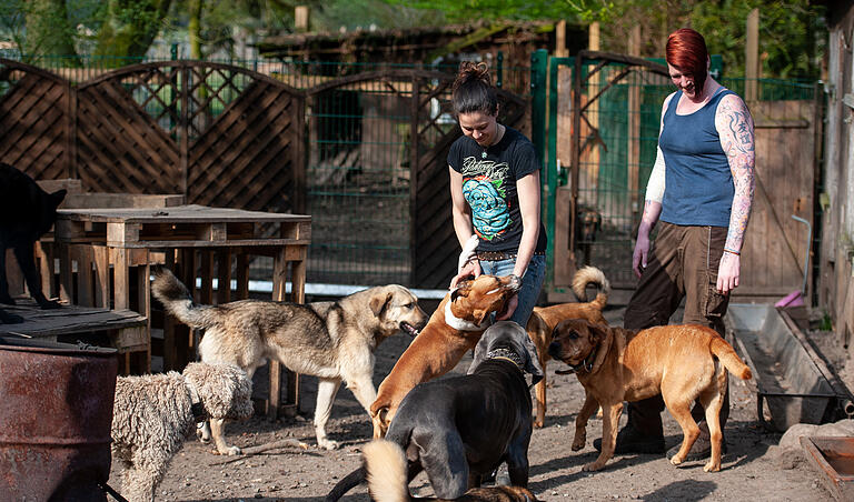 Hundetrainerinnen: 'Aggression ist erstmal nichts Schlimmes' - Vanessa Bokr (links) und ihre Mitarbeiterin Swantje Borrmann mit Hunden der 'Hellhound Foundation' in Bispingen. Hundetrainerinnen: 'Aggression ist erstmal nichts Schlimmes' - Vanessa Bokr (links) und ihre Mitarbeiterin Swantje Borrmann mit Hunden der 'Hellhound Foundation' in Bispingen.