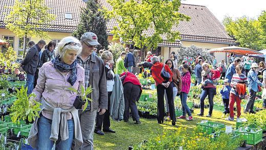 Da fällt die Wahl schwer: Ein großes Sortiment an Jungpflanzen erwartete die Gartenfreunde beim Kräutertag.