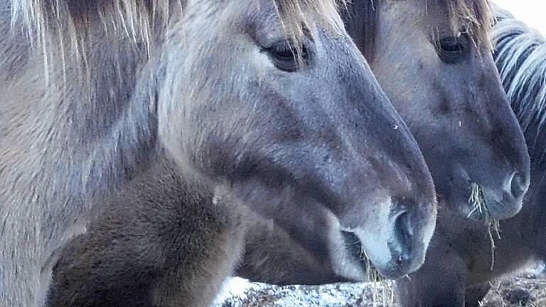 Den Tieren könne es nicht besser gehen, sagt das Veterinäramt. Den Tieren könne es nicht besser gehen, sagt das Veterinäramt.