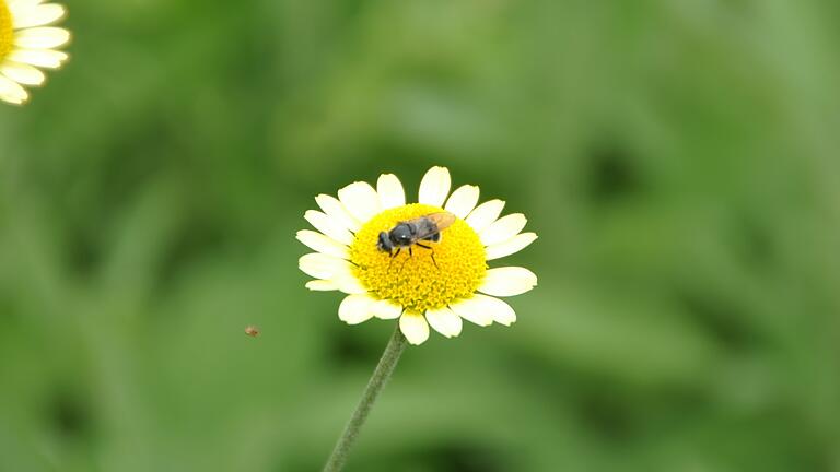Die Färberkamille wird gerne von Insekten besucht. Die Färberkamille wird gerne von Insekten besucht.
