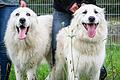Die beiden Herdenschutzhunde Yeti und Knut aus dem Tierheim Haßberge waren in der RTL-Dokuserie 'Die Unvermittelbaren' auf der Suche nach einem neuen Zuhause.