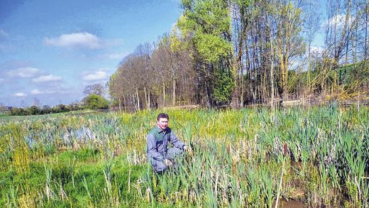 Schilfgelände statt Ackerfläche: Ein Biber hat das Feld des Allersheimer Landwirts Michael Dittmann in ein Feuchtgebiet verwandelt. Schilfgelände statt Ackerfläche: Ein Biber hat das Feld des Allersheimer Landwirts Michael Dittmann in ein Feuchtgebiet verwandelt.
