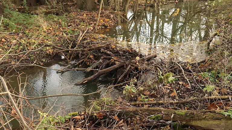 Staudamm-Baumeister: Auf gut drei Metern Breite ist der Stöckigsbach bei Knetzgau angestaut. Das schafft der Nager in zwei bis drei Nächten. Staudamm-Baumeister: Auf gut drei Metern Breite ist der Stöckigsbach bei Knetzgau angestaut. Das schafft der Nager in zwei bis drei Nächten.