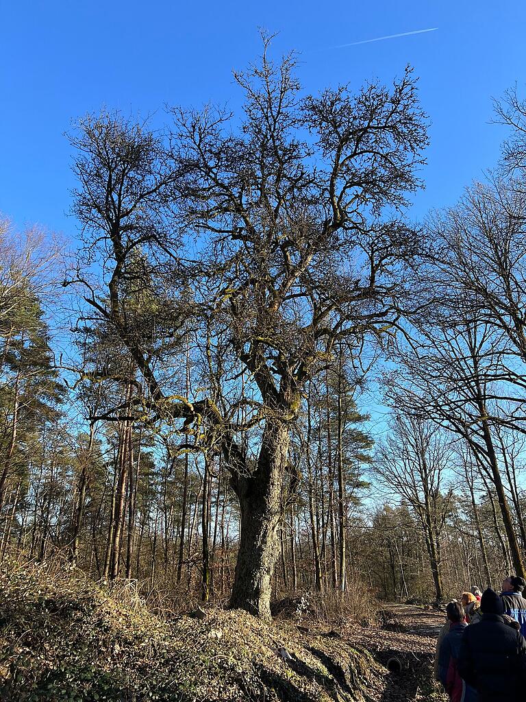 Ein ehrwürdiger Birnbaum zeigt sich in edler Pracht. Ein ehrwürdiger Birnbaum zeigt sich in edler Pracht.