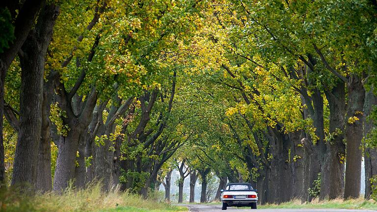 Allee des Jahres ist in Brandenburg - Hier stehen sie noch: Eschen und Ahornbäume. Allee des Jahres ist in Brandenburg - Hier stehen sie noch: Eschen und Ahornbäume.