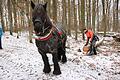 kg-rr-Pferd-5       -  Ardenner-Wallach Konrad und Tobias Dotter sind ein eingespieltes Team: Wenn der Stamm an den Weg gezogen ist, macht Konrad wieder ein paar Schritte rückwärts, um die Kette zu entlasten.Fotos (2): Ralf Ruppert