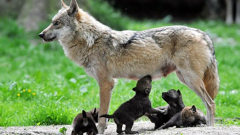 KINA - Wölfe können sieben Junge bekommen       -  Gibt es in der Rhön Wolfsnachwuchs wie auf diesem Foto, das aus einem hessischen Tiergehege stammt. Bilder einer Wildkamera legen das jedenfalls nahe.