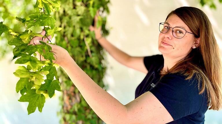 Miriam Sautter leitet das Forstrevier Oberelsbach. Kürzlich informierte sie Waldbesitzerinnen im Kurs 'Waldwissen2go – women only' darüber, welche Baumarten angesichts des Klimawandels voraussichtlich Zukunft haben. Der Feldahorn (im Bild) gehört ihrer Meinung nach dazu.