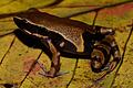 Kongobecken ist Schatztruhe der Vielfalt       -  Der Langfingerfrosch Cardioglossa annulata wurde erst vor Kurzem erstmals von Forschenden beschrieben. (Handout)
