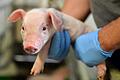 Streit um Alternativen bei Ferkelkastration       -  Im Alter von sieben Tagen werden männliche Ferkel bislang ohne Betäubung kastriert.