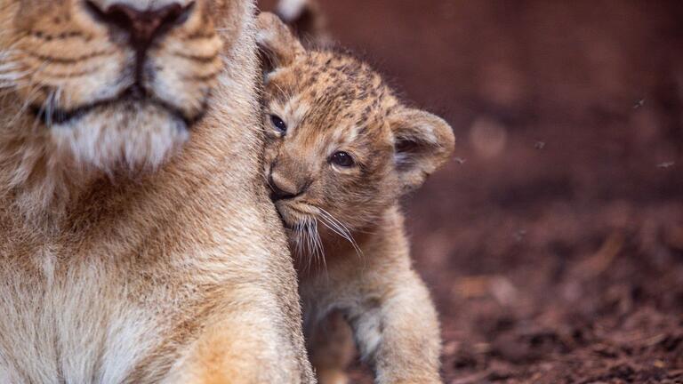 Löwenbaby im Schweriner Zoo       -  Der fast acht Wochen alte kleine Löwe aus dem Schweriner Zoo hat nun einen Namen. Er heißt Santosh. (Archivbild)