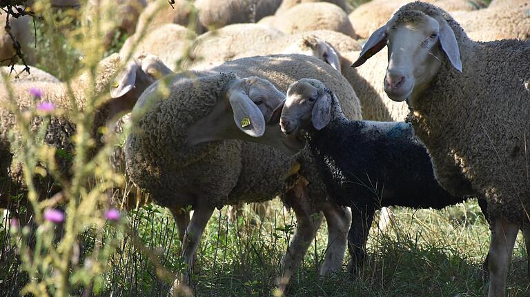 Ein Lamm hat ein unfreiwilliges Bad genommen, ist dabei ganz schwarz geworden vom Schlamm und wird von der 'Verwandtschaft' deshalb misstrauisch beäugt. Die Aufregung legt sich aber schnell wieder, denn das Kleine ist bei genauerer Betrachtung eben doch kein 'Schaf im Wolfspelz'.