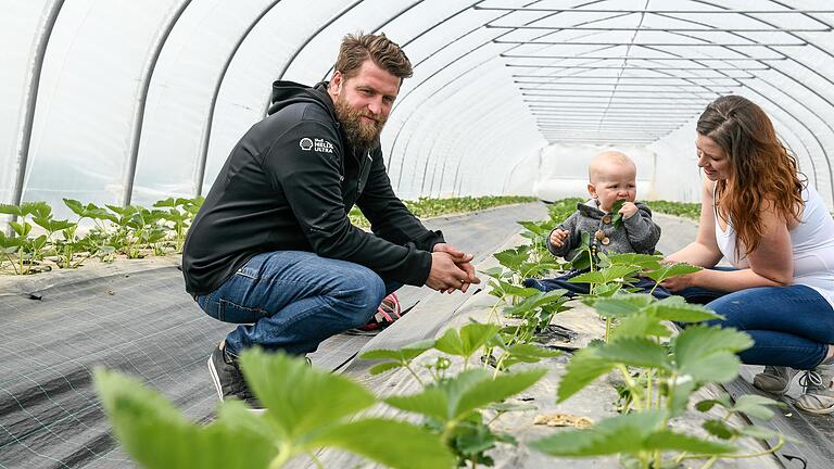 In der Region Würzburg sind dieses Jahr zahlreiche Erdbeerpflanzen erfroren. Michael und Annette Stolzenberger haben ihre Erdbeeren auf ihrem Biohof bei Bütthard mit einem Wandertunnel geschützt.