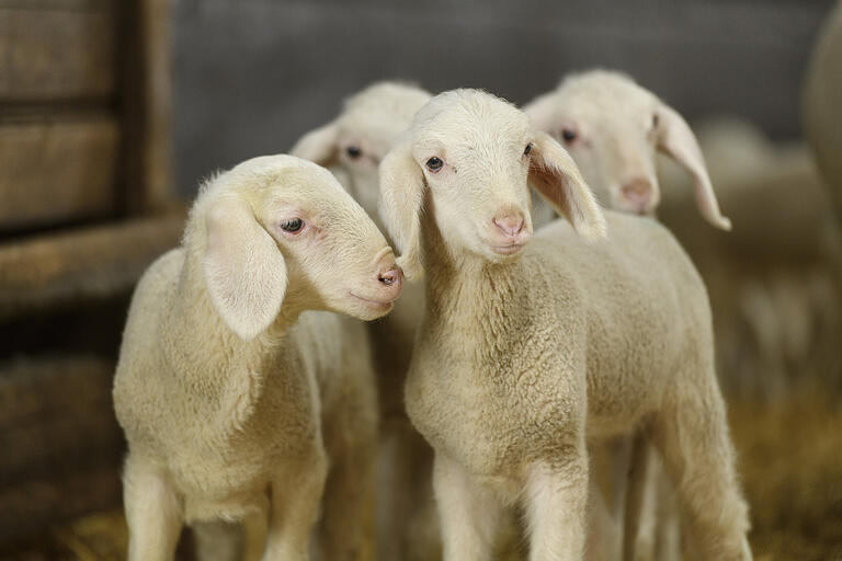 Die kleinen Lämmer der Merinolandschafe schauen neugierig in die Kamera. Die kleinen Lämmer der Merinolandschafe schauen neugierig in die Kamera.