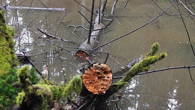 Totholz bereichert den vielfältigen Lebensraum an diesem Biotop in der Waldabteilung Schöpfensee bei Eckartshausen. Totholz bereichert den vielfältigen Lebensraum an diesem Biotop in der Waldabteilung Schöpfensee bei Eckartshausen.