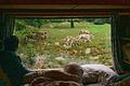 Im Wildpark Bad Mergentheim kann man eine Nacht mit den Wölfen verbringen. In einem luxuriösen Wolfswagen mit Panoramafenster erlebt man Wölfe oft auf kurze Distanz.