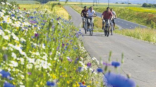 Unterwegs zur Wern-Mündung nach Gemünden: Der Wern-Radweg führt unter anderem durch den Landkreis Schweinfurt. Hier zu sehen ist der Radweg bei Bergrheinfeld. Foto: TV Franken/Andreas Hub Unterwegs zur Wern-Mündung nach Gemünden: Der Wern-Radweg führt unter anderem durch den Landkreis Schweinfurt. Hier zu sehen ist der Radweg bei Bergrheinfeld. Foto: TV Franken/Andreas Hub