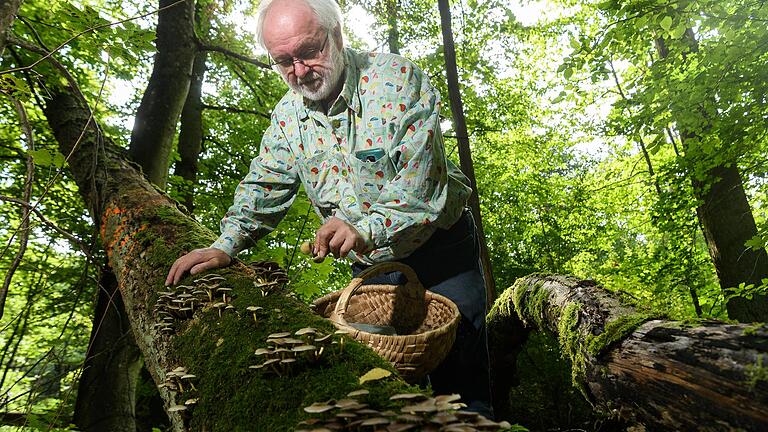 Der Grünblättrige Schwefelkopf ist in den heimischen Wäldern ein weit verbreiteter Pilz&nbsp; Er wächst oft an totem Laub- und Nadelholz, vor allem an Baumstümpfen.