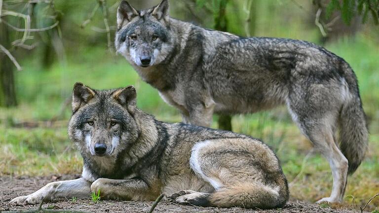 Ein Wolfspaar (Symbolbild): Im Spessart und der Rhön sorgen zwei Wölfe derzeit für Aufsehen durch viele Nutztier-Risse. Nun dürfen die beiden Tiere auch auf hessischer Seite dank einer Ausnahmegenehmigung geschossen werden.&nbsp;