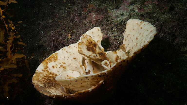 Ausgebleichter Meeresschwamm       -  Die Schwämme in Neuseeland bleichten während einer Hitzewelle aus.