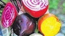 Nicht immer rot: Rote Beete.