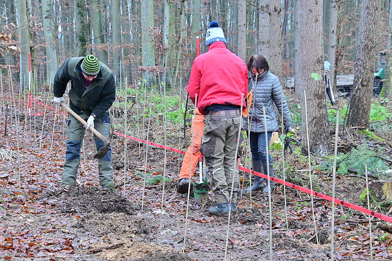Gemeinsam pflanzten mehrere Privatwaldbesitzer in Oberaltertheim über 16 000 neue Bäume, um ihren Wald fit für die Zukunft zu machen. Einige nutzten den Pflanzspaten, andere die Pflanzhacke, so wie hier links auf dem Bild. Gemeinsam pflanzten mehrere Privatwaldbesitzer in Oberaltertheim über 16 000 neue Bäume, um ihren Wald fit für die Zukunft zu machen. Einige nutzten den Pflanzspaten, andere die Pflanzhacke, so wie hier links auf dem Bild.