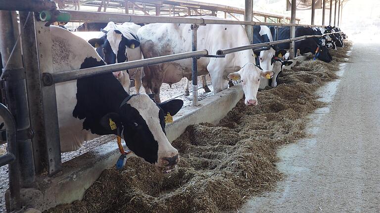 Die Kühe aus Birklingen liefern nicht nur Milch, sondern auch Energie. Die Kühe aus Birklingen liefern nicht nur Milch, sondern auch Energie. 