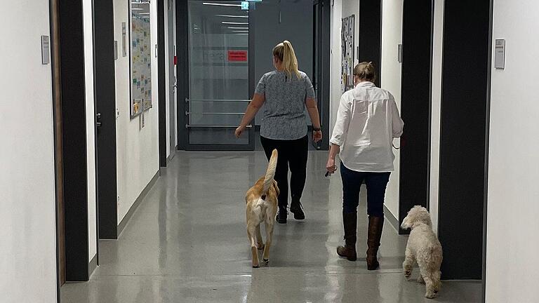 Arbeitsplatz für Therapiehunde: das Zentrum für Seelische Gesundheit in Würzburg. Arbeitsplatz für Therapiehunde: das Zentrum für Seelische Gesundheit in Würzburg.