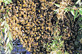 Eine Träubel, nur aus Bienen: An einem Strauch in Dittelbrunn ließ sich dieses Volk nieder.