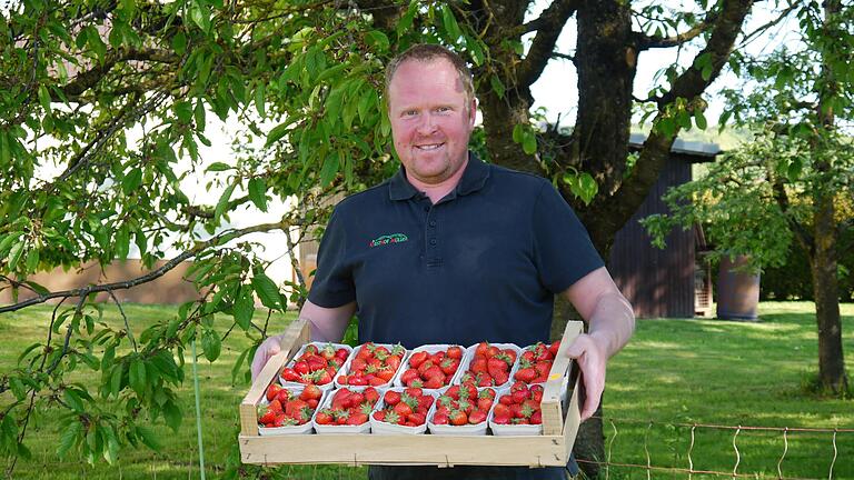 Obsthof-Inhaber Jochen Müller aus Modlos freut sich über den Start der Erdbeer-Ernte. In Schälchen und Kisten werden die roten Früchte verpackt. Foto: Rebecca Vogt       -  Obsthof-Inhaber Jochen Müller aus Modlos freut sich über den Start der Erdbeer-Ernte. In Schälchen und Kisten werden die roten Früchte verpackt. Foto: Rebecca Vogt