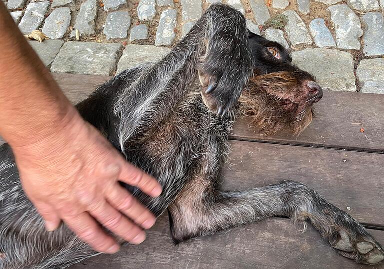 Jagdhund Leo genießt die Streicheleinheiten seines Besitzers Horst Kuffner, nachdem er eine Woche alleine in Großlangheim und der Flur unterwegs war. Jagdhund Leo genießt die Streicheleinheiten seines Besitzers Horst Kuffner, nachdem er eine Woche alleine in Großlangheim und der Flur unterwegs war.