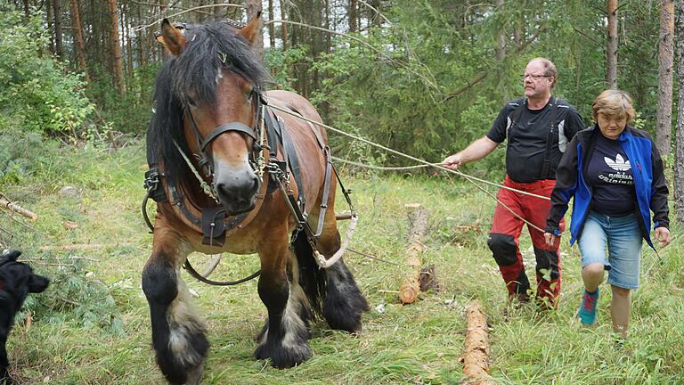 Das belgische Kaltblut Igor war ein unentbehrlicher Partner bei den Auslichtungsarbeiten am Dünsberg oberhalb von Oberelsbach. Wolfgang Klüber zog mit ihm die Stämme an den Weg. Das belgische Kaltblut Igor war ein unentbehrlicher Partner bei den Auslichtungsarbeiten am Dünsberg oberhalb von Oberelsbach. Wolfgang Klüber zog mit ihm die Stämme an den Weg.
