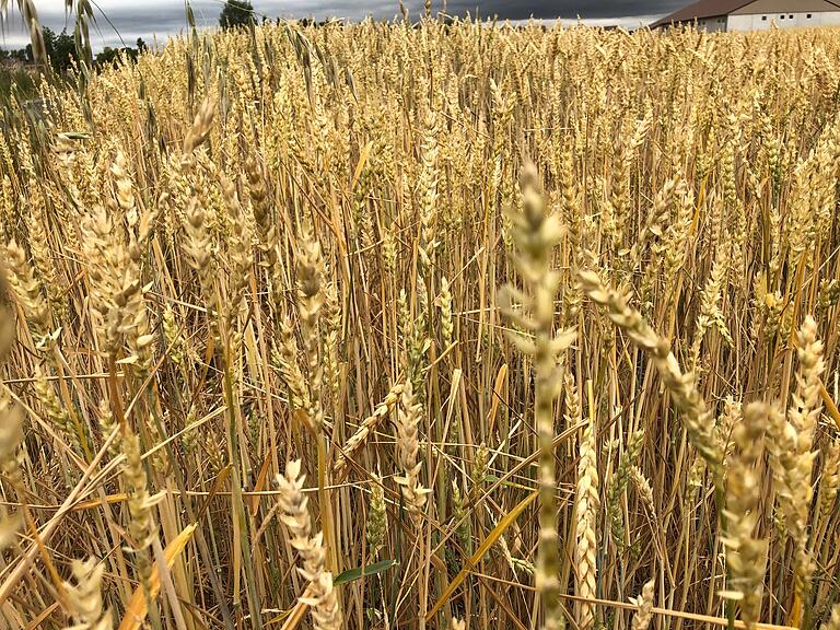 Viel Stroh, wenig Körner: Dieser Winterweizen hat wegen der Trockenheit in seinen Ähren nur kleine und flache Körner ausgebildet. Der Ertrag ist weit hinter den Erwartungen zurückgeblieben. Viel Stroh, wenig Körner: Dieser Winterweizen hat wegen der Trockenheit in seinen Ähren nur kleine und flache Körner ausgebildet. Der Ertrag ist weit hinter den Erwartungen zurückgeblieben.