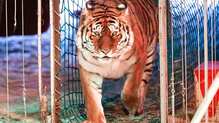 Aktuell gastiert der Circus Barnum in Schweinfurt – unter anderem mit Tigern.