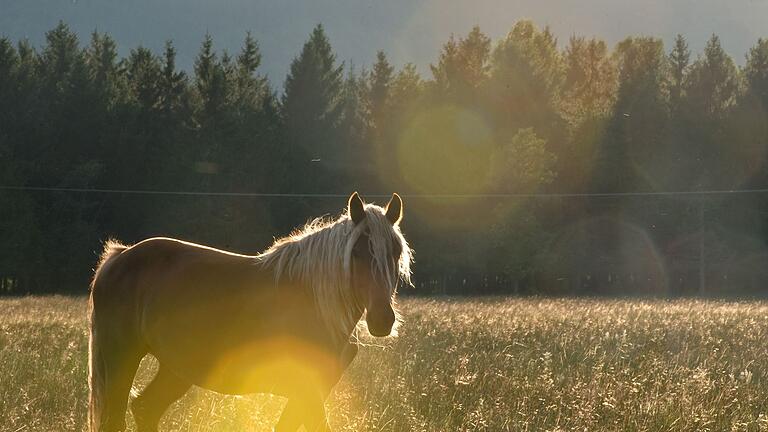 Ein Haflinger steht am Abend auf der Weide       -  Das Sommerekzem ist eine allergische Hauterkrankung, bei der Pferde auf den Speichel bestimmter stechender Insekten reagieren.