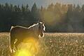 Ein Haflinger steht am Abend auf der Weide       -  Das Sommerekzem ist eine allergische Hauterkrankung, bei der Pferde auf den Speichel bestimmter stechender Insekten reagieren.