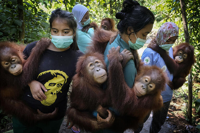 Ein Bild der aktuellen World-Press-Ausstellung, die kommendes Jahr nach Kitzingen kommt.&nbsp; Alain Schroeder aus Belgien gewann damit den ersten Preis bei den Naturbildern. Erzählt wird hier die Geschichte der bedrohten Orang-Utans in Sumatra. Ihr Lebensraum, der tropische Regenwald, wird mehr und mehr zerstört. In einem Schutzprogramm übernehmen Betreuerinnen die Mutterrolle für junge verwaiste Tiere, bis die im Alter von etwa sieben Jahren wieder ausgewildert werden können.