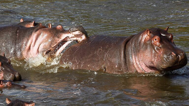 Nilpferde in Afrika       -  Normalerweise wirken Nilpferde wie diese in Kenia eher rundlich. (Archivbild)