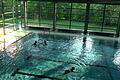 Ungestörtes Badevergnügen wie hier im Bild oder gezielter Unterricht, damit Kinder das Schwimmen lernen, wird es hier im Zeiler Hallenbad bald nicht mehr geben. Doch der Hallenbadverein kämpft weiter für ein Bad, am besten in Zeil.
