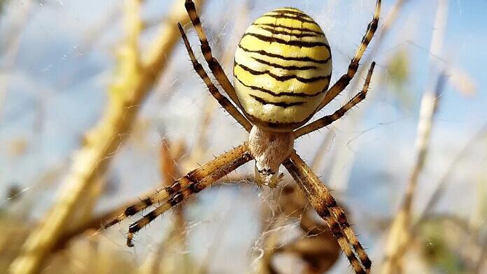 Exotische Spinne mit brutaler Fortpflanzung       -  Ursprünglich ist die Wespen- oder Zebraspinne in wärmeren Regionen beheimatet. Doch langsam breitet sie sich auch in Deutschland aus. Silke Schilder wurde auf ihrer Pferdekoppel in Waizenbach fündig. &bdquo;Bei genauerer Betrachtung der Weide entdeckte ich in geringen Abständen eine Spinne nach der anderen&ldquo;, berichtet Schilder. Sie ernähren sich vor allem von Heuschrecken. Deshalb spannen sie ihr Netz in Bodennähe, um springende Insekten abzufangen. Brutal verläuft die Fortpflanzung. Das Männchen verstümmelt sich selbst, bevor es nach dem Paarungsakt vom Weibchen aufgefressen wird. Der Biss der Wespenspinne gilt für Menschen als ungefährlich und höchstens ein bisschen schmerzhaft.