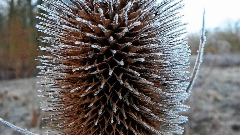 Raureif macht die Distel zur Winterskulptur. Raureif macht die Distel zur Winterskulptur.