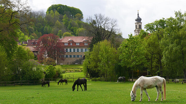 Frühling in Castell: Friedlich grasen die fürstlichen Lusitano-Pferde im Schlosspark - mit Schloss, Kirche und Schlossberg im Hintergrund. Frühling in Castell: Friedlich grasen die fürstlichen Lusitano-Pferde im Schlosspark - mit Schloss, Kirche und Schlossberg im Hintergrund.