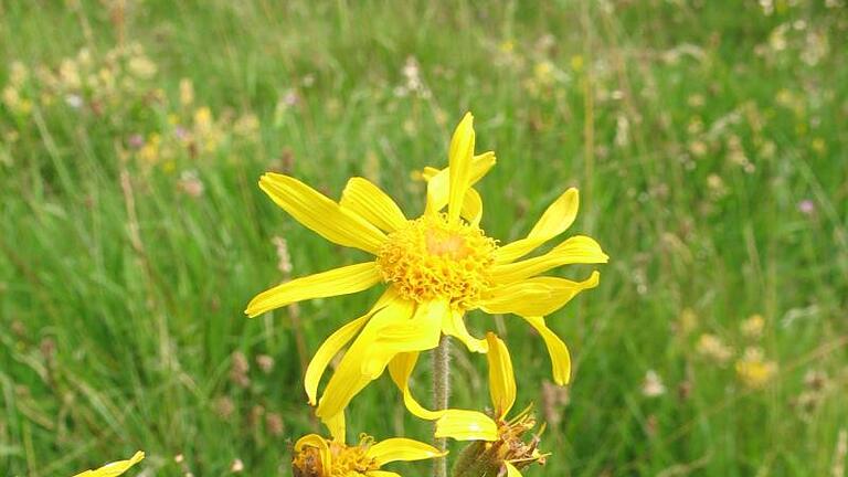 Die Heilpflanze Arnika (Arnica montana) besiedelt magere Wiesen. Die Art ist gefährdet, was vor allem auf den landwirtschaftlichen Nutzungswandel zurückzuführen ist. Foto: Detlev Metzing/Bundesamt für Naturschutz       -  Die Heilpflanze Arnika (Arnica montana) besiedelt magere Wiesen. Die Art ist gefährdet, was vor allem auf den landwirtschaftlichen Nutzungswandel zurückzuführen ist.