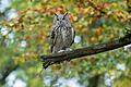 Herbstferienprogramm Wildpark Bad Mergentheim Uhu Hilde