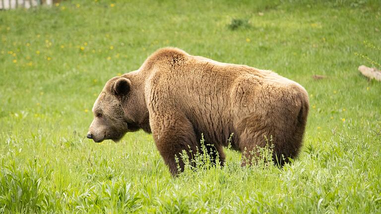 Braunbär       -  Streift ein Bär durchs Allgäu? (Archivbild/Illustration)