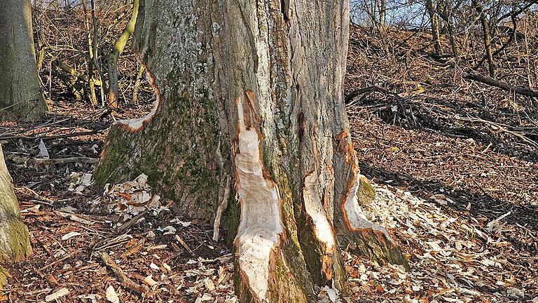 An diesem Baum an der Volkach zwischen Gerolzhofen und Dingolshausen hat sich ein Biber zu schaffen gemacht.