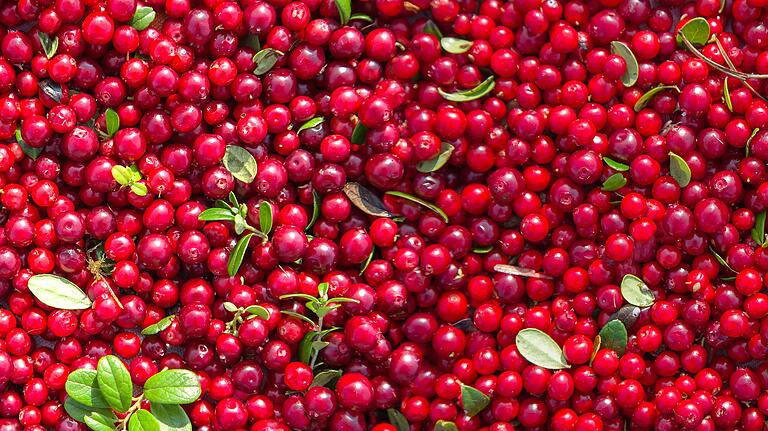 Preiselbeeren. Preiselbeeren.